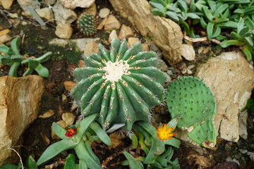 Beautiful flower in a botanical garden 