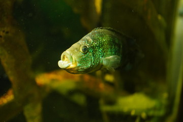 Wall Mural - Fish in an aquarium