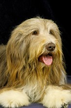 Bearded Collie, Portrait Of Dog Against Black Background