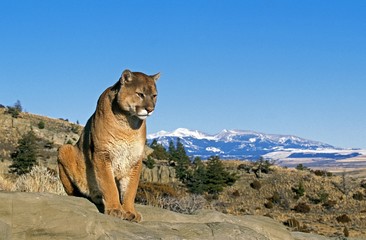 Sticker - Cougar, puma concolor, standing on Rock, Montana