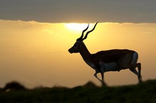 Blackbuch Antilope, Antilope Cervicapra, Silhouette Of Male