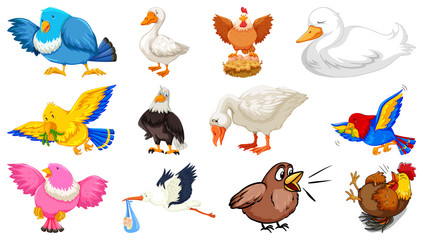 Poster - Set of different birds cartoon style isolated on white background