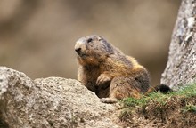 Alpine Marmot, Marmota Marmota, Adult Standing On Rocks, French Alps