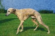 Whippet Dog, Male standing on Lawn