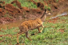 Nyala, Tragelaphus Angasi, Female Running, Masai Mara Park In Kenya