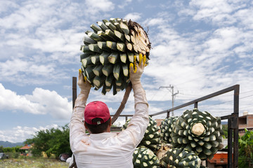 Wall Mural - Un campesino lleva una bola de agave sobre su cabeza para echarla a la camioneta.