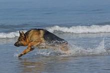 German Shepherd, Male Playing In Waves, Beach In Normandy