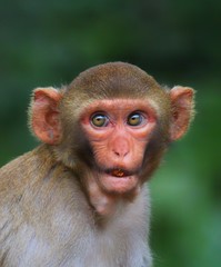 Cute macaque monkey in beautiful blurred background cute monkey close up potrait wallpaper macaque in nature