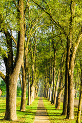 Wall Mural - The woods in the park are on both sides of the Asphalt road