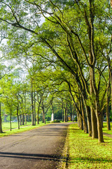 Wall Mural - The woods in the park are on both sides of the Asphalt road