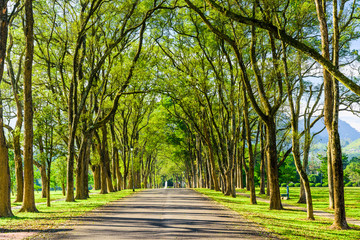 Wall Mural - The woods in the park are on both sides of the Asphalt road