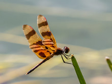 Close Uo Of A Single Halloween Pennant (Celithemis Eponina) With A Plain Background