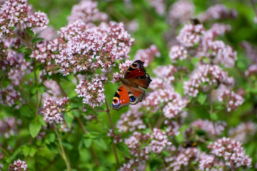 Botanical collection of medicinal and edible plants, blossom of oregano or origanum vulgare kitchen herb