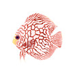 Pompadour fish (discus) have a silver white scales and red body.Vector illustration about fish.