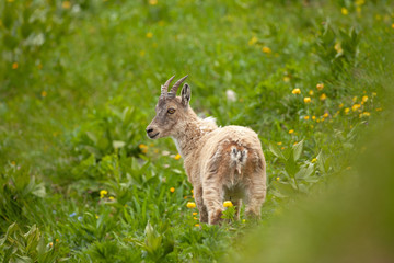 Wall Mural - Ibex (Capra ibex) in the mountains. European wildlife nature. Walking in Slovenia. Get close to ibex. Nature in the Triglav National Park. Ibex climb on the rock