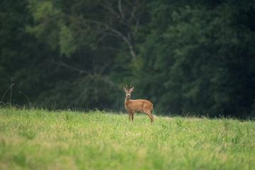 Sticker - European roe deer, capreolus capreolus, on the meadow. Deer looking for a doe. Deer during the rutting time. European nature.