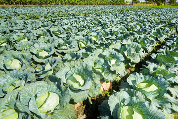 close-up fresh cabbage growing of the field in taiwan
