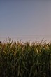 Pole kukurydzy przy zachodzie słońca