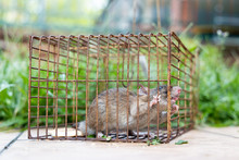 Closeup Of Rat Mouse Caught In Rat Trap Cage