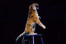 Tiger Performs Tricks In The Circus Arena