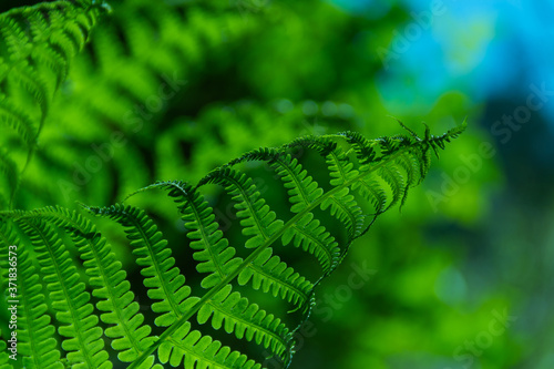 Beautiful fern leaves on a green background.