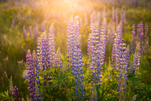 Romantic Charming Blooming Lupins In The Evening During Summer Sunset. Field Of Blue Violet Flowers, Warm Rays Of The Sun From Above.