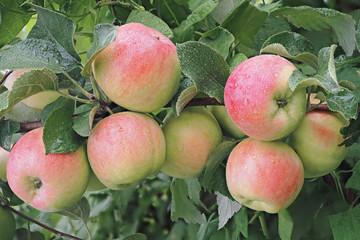 Natural tasty red apples background.Fresh juicy fruit