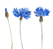 Watercolor blue cornflowers isolated on white background