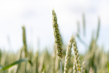 Ears of yellow ripe wheat with blurred background on blue sky, close-up side photo. A beautiful dry wheat field ready to harvest. Natural cereal agriculture in agricultural areas. Banner for web site