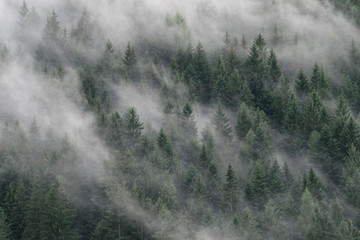 Misty Forest in South Tyrol, Italy