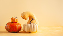Still Life With Different Sort Of Pumpkins. Autumn Concept With Food  On Pastel Background With Copy Space.
