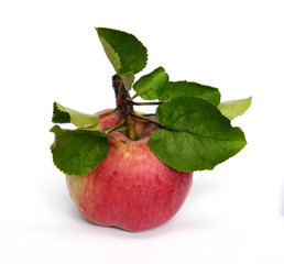 Sticker - red apple with green leaves