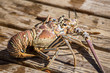 Live lobster - Macro