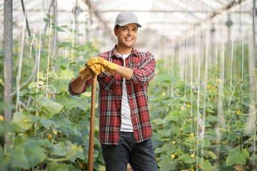 Poster - Male gardener posing on a cucumber field