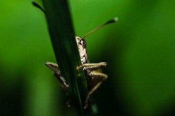 Wall Mural - two-colored grasshopper