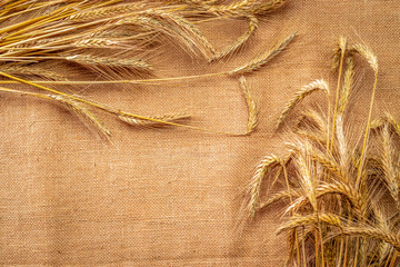 Grain field. Whole, barley, harvest wheat sprouts. Wheat grain ear or rye spike plant on linen texture or brown natural organic background, for cereal bread flour. Flat Lay, copy space.