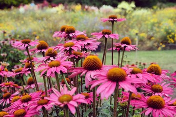 Echinacea purpurea 'Pink Shimmer'  coneflower in bloom in the summer months