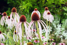 Echinacea Pallida, Or Commonly Called Pale Purple Coneflower,  In Bloom In The Summer Months