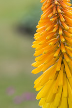 Close Up Of A Torch Lily (kniphofia) Flower In Bloom