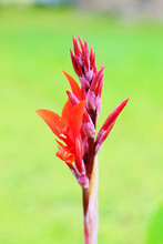 Red Canna Lily Flower Close Up
