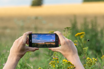 Holding smart phone with two hands horizontally and taking photos of summer wheat and flowers field summer sunny nature landscape