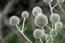 Globe Thistle Ball-shaped Green Flowers Macro. Echinops Ritro Wild Prickly Grass On Blurred Green Lines Background