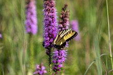 The Eastern Yellow Swallowtail Is  Butterfly Native To Eastern North America,state Insect Of Virginia.