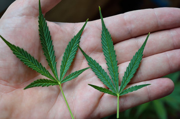 Two green hemp leaves in the palm. Growing medical cannabis.