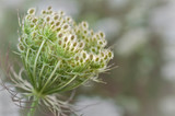 Fototapeta Dmuchawce - Queen Anne's Lace seed head in closeup macro view