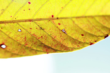 Wall Mural - Yellowish foliage