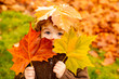 © Volodymyr - Autumn Baby Portrait In Fall Yellow Leaves, Little Child In Woolen Hat, Beautiful Kid in Park Outdoor, Knitted Clothing for October Season.