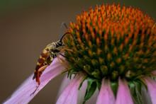 A Banded Longhorn Beetles Crawls Upon A Coneflower. Apex, North Carolina
