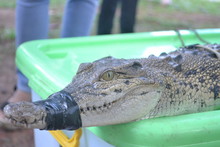 A River Swamp Alligator Crocodile That Came Out Of The Nest And Was Caught Mouth-bound With Duct Tape