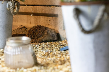 Wall Mural - hedgehog